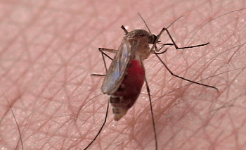 Declaring war on mosquitoes a priority in South Florida