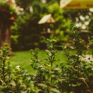 The 4 Most Effective Natural Repellents to Use in Your Garden