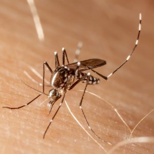 West Nile and Zika: Is the Threat Over?