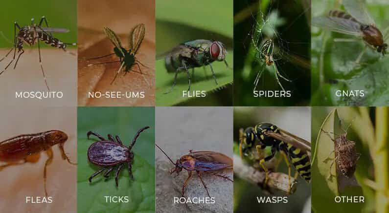 mosquito control experts