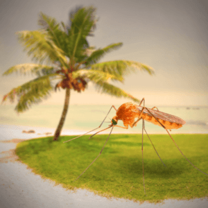 mosquitoes on the beach