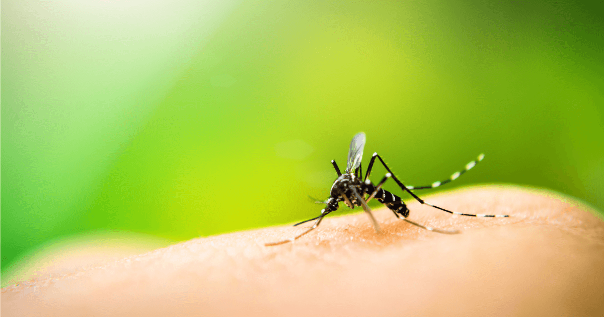 What Types of Diseases are Spread by Mosquito Bites?