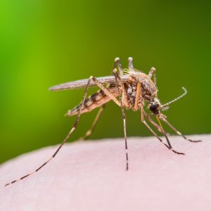 Is it a Mosquito or No-See-Um Bite? How to Tell the Difference