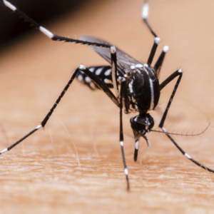 is zika still a threat