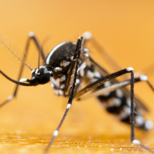 mosquito species in Florida