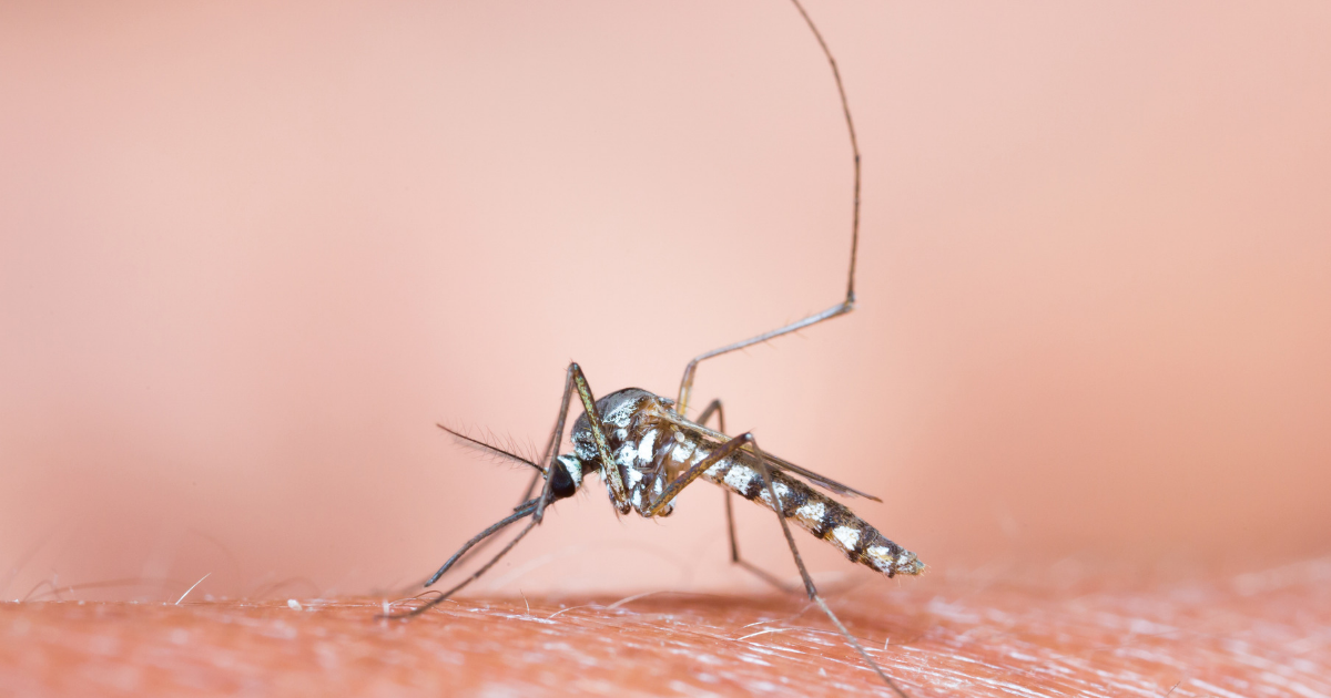 What Types of Mosquitoes Live in South Florida?