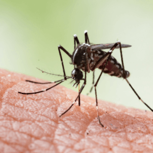 how to get Stop Mosquito Bites from Itching with home remedies