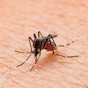 eliminate mosquitoes