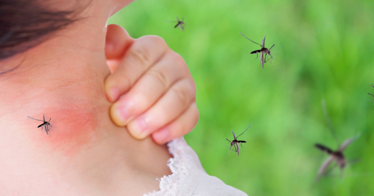 Mosquito-Spread Virus Comes to Florida