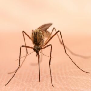 common mosquito diseases