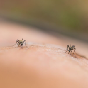 mosquito bite diseases