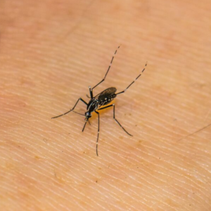 how do mosquitoes transmit diseases