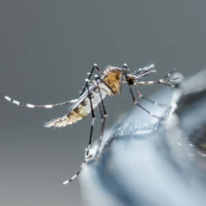 mosquito disease prevention