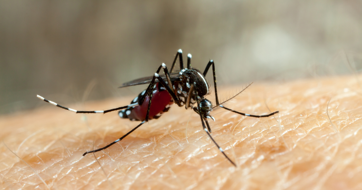 Aedes Mosquito Awareness: What You Need to Know