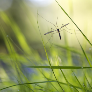 effective mosquito misting system