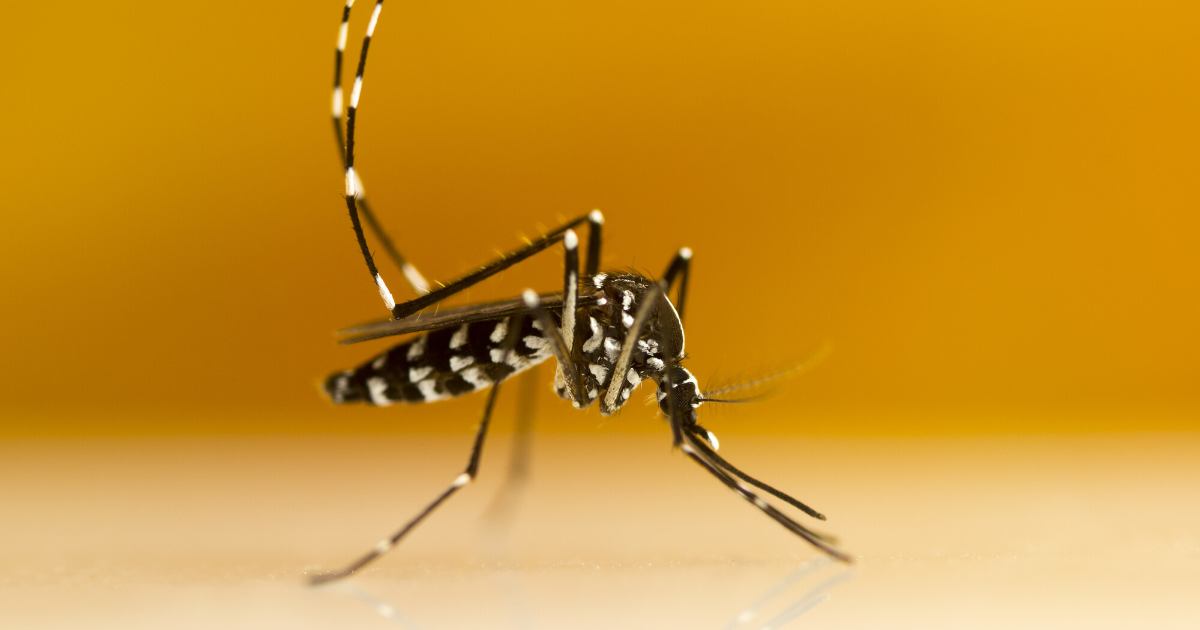 GMOs Secret to Solving Mosquito Problems?