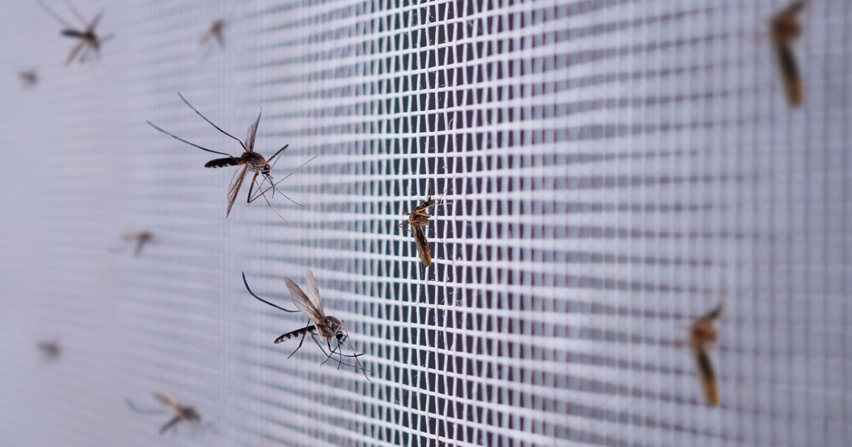 Mosquito Problem Highlights Value of Backyard Mosquito Misting Systems