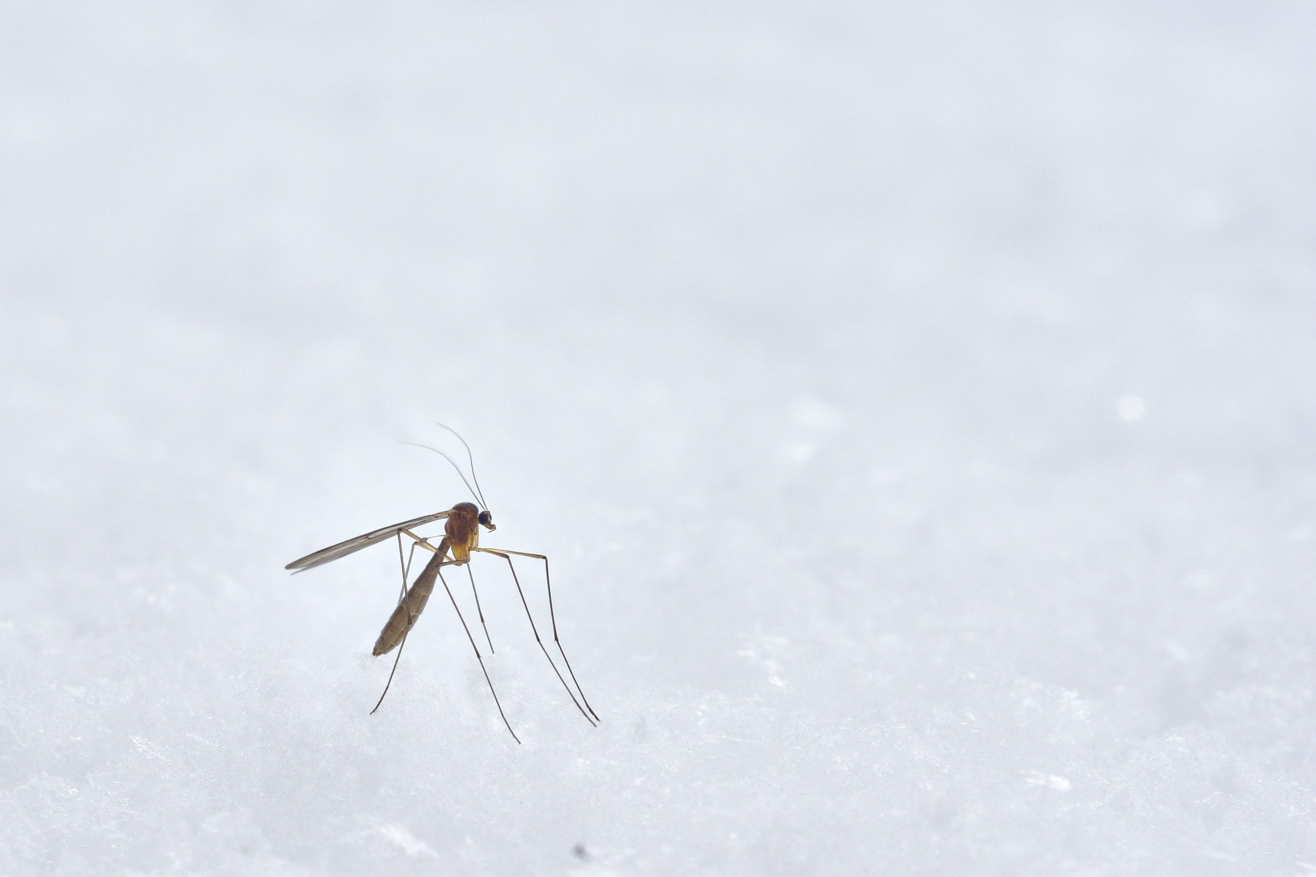 mosquito spray for backyard