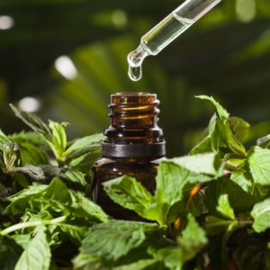 peppermint oil vs mosquitos