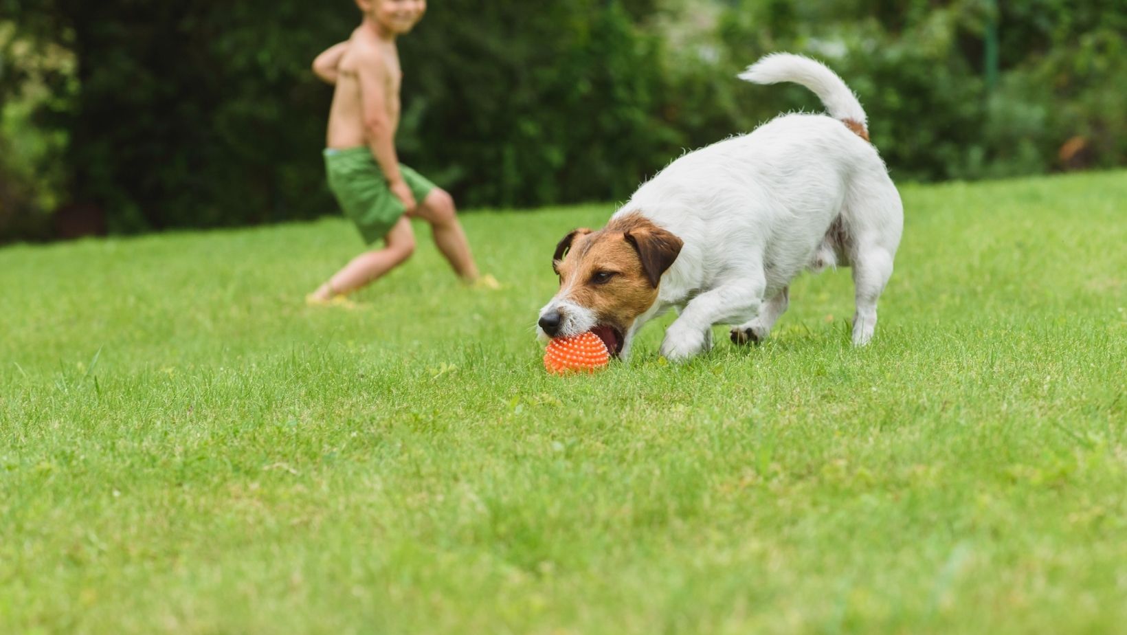 Protect your Pets from Mosquitoes