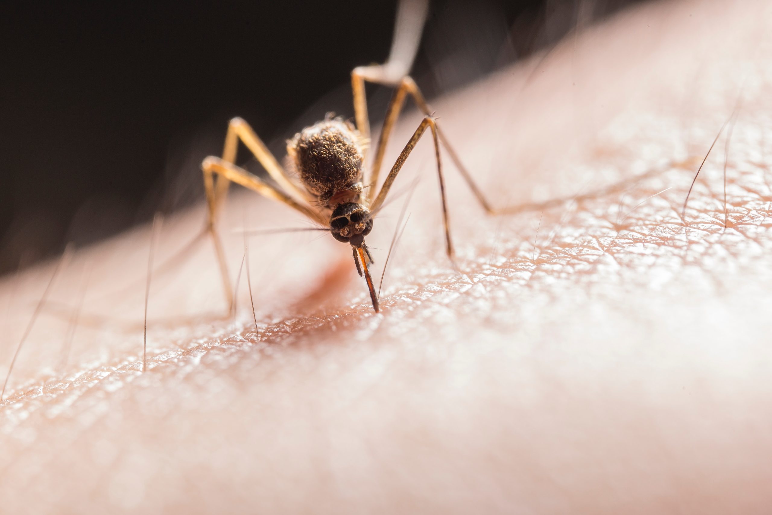 Mosquito Bite Treatments That Really Work