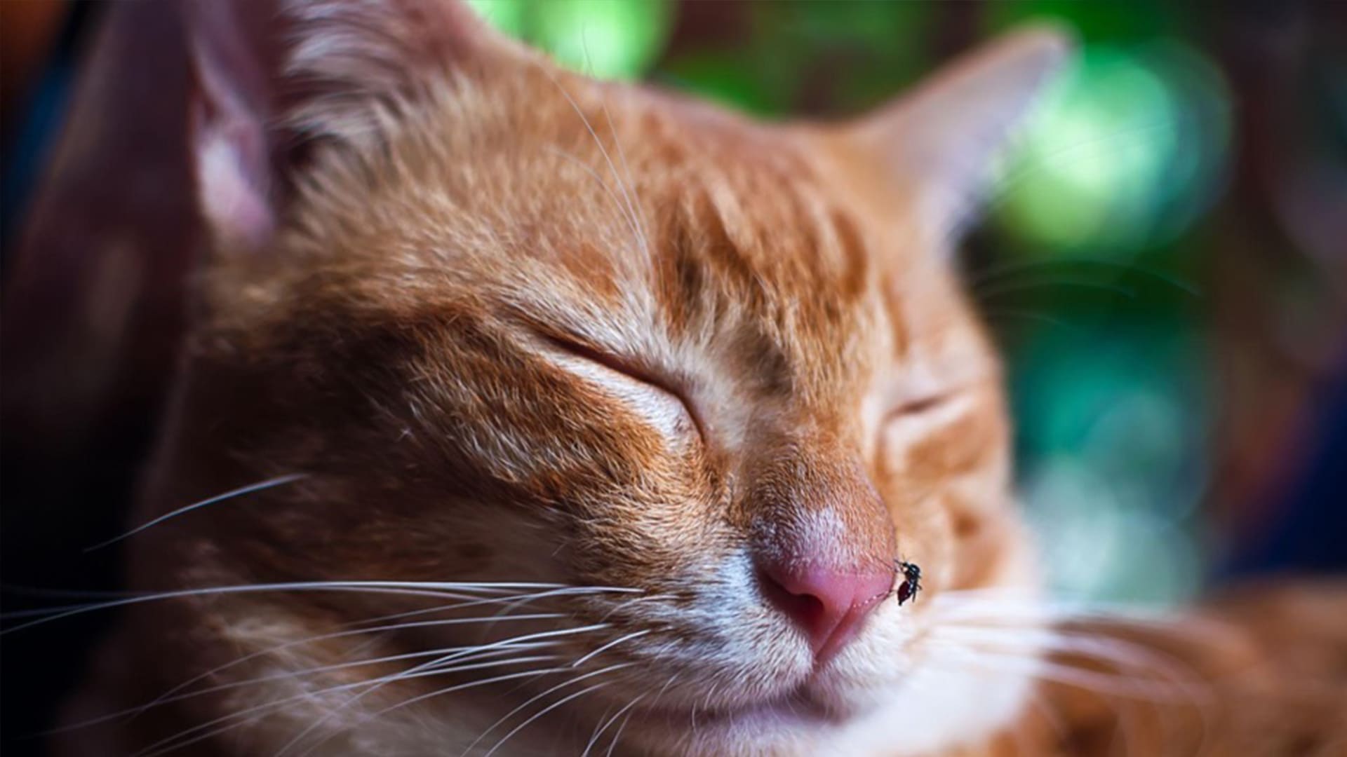 Can Mosquitoes Harm My Pet?