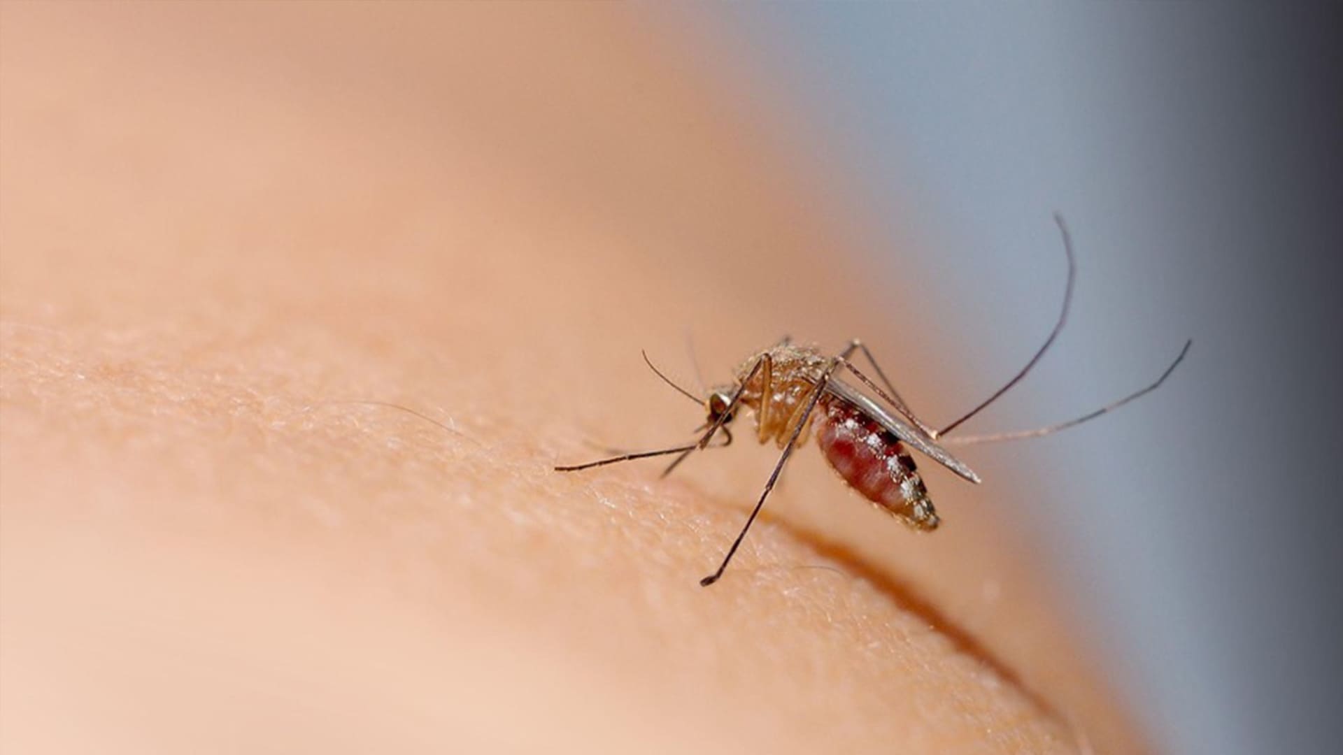 What Diseases Do Mosquitoes in Florida Carry?