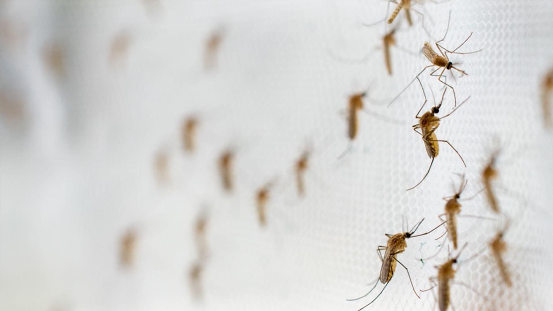 What Happens to Mosquitoes in The Winter?