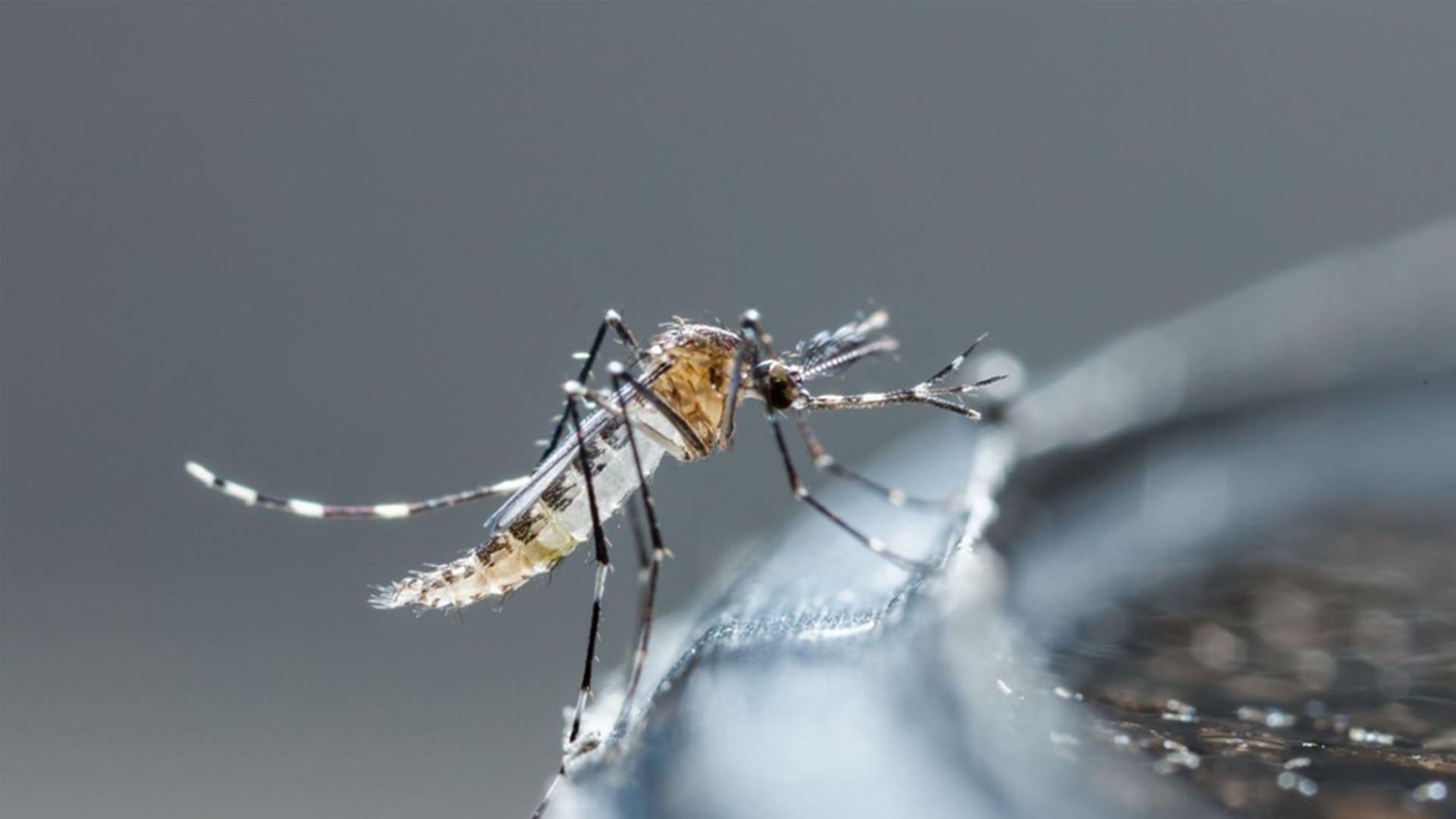 5 Places Where Mosquitoes Breed And How To Control Them