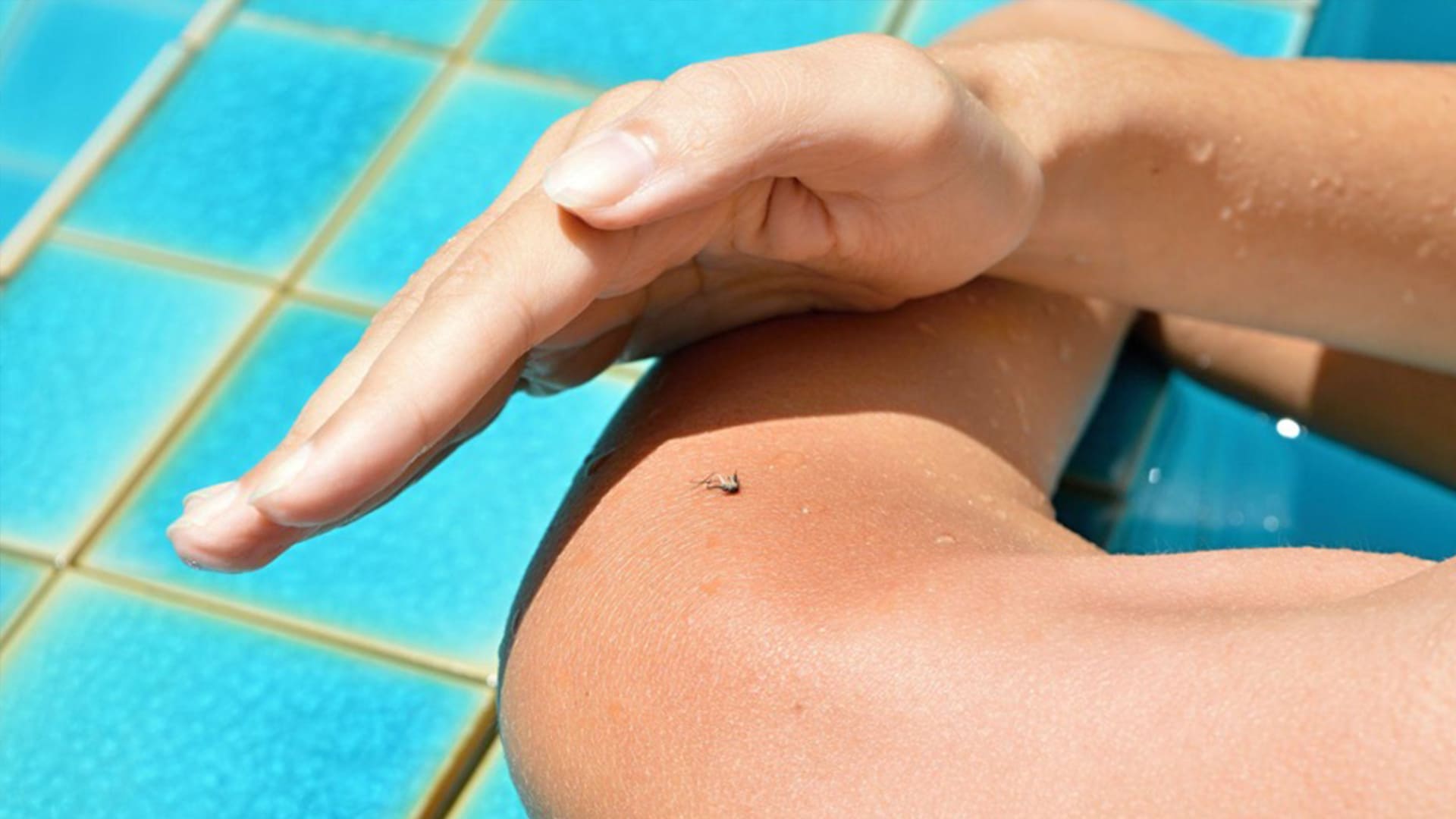 Can Mosquitoes Breed In My Backyard Pool?