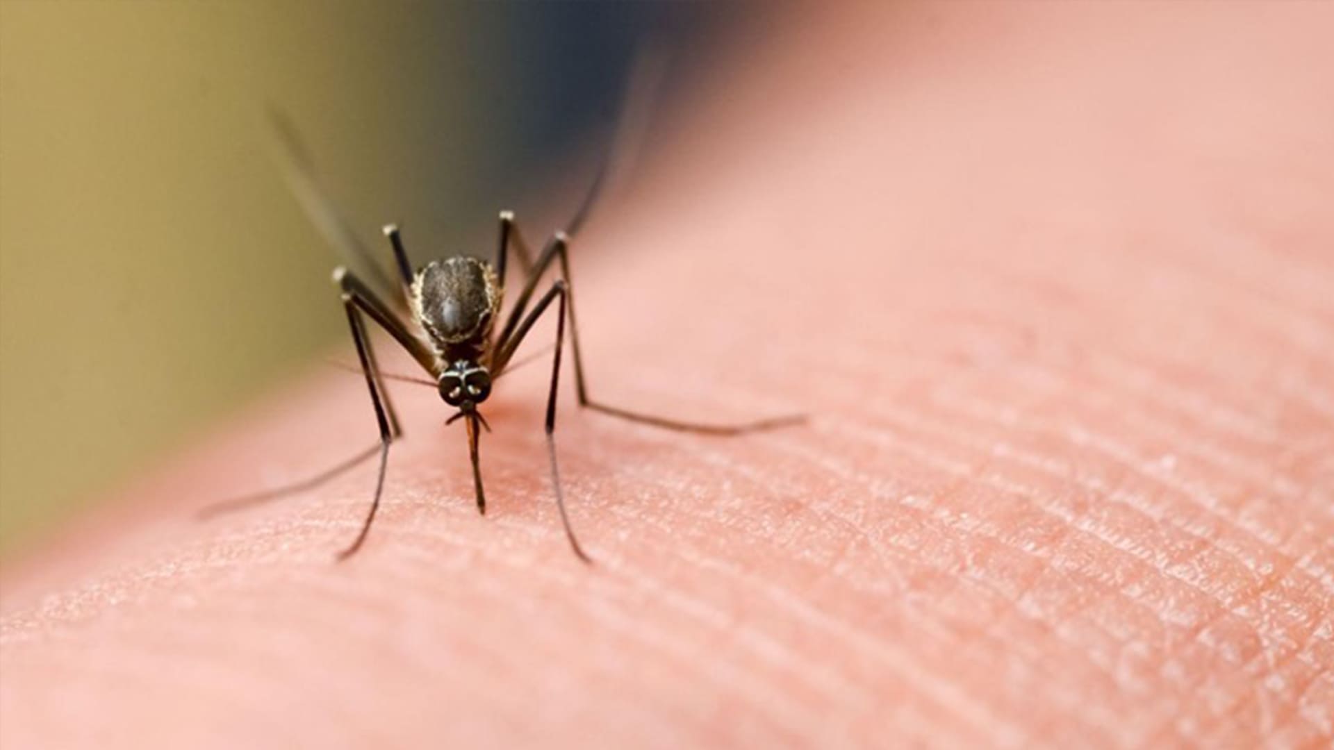 Did You Know There’s A New Species Of Mosquito In Florida?
