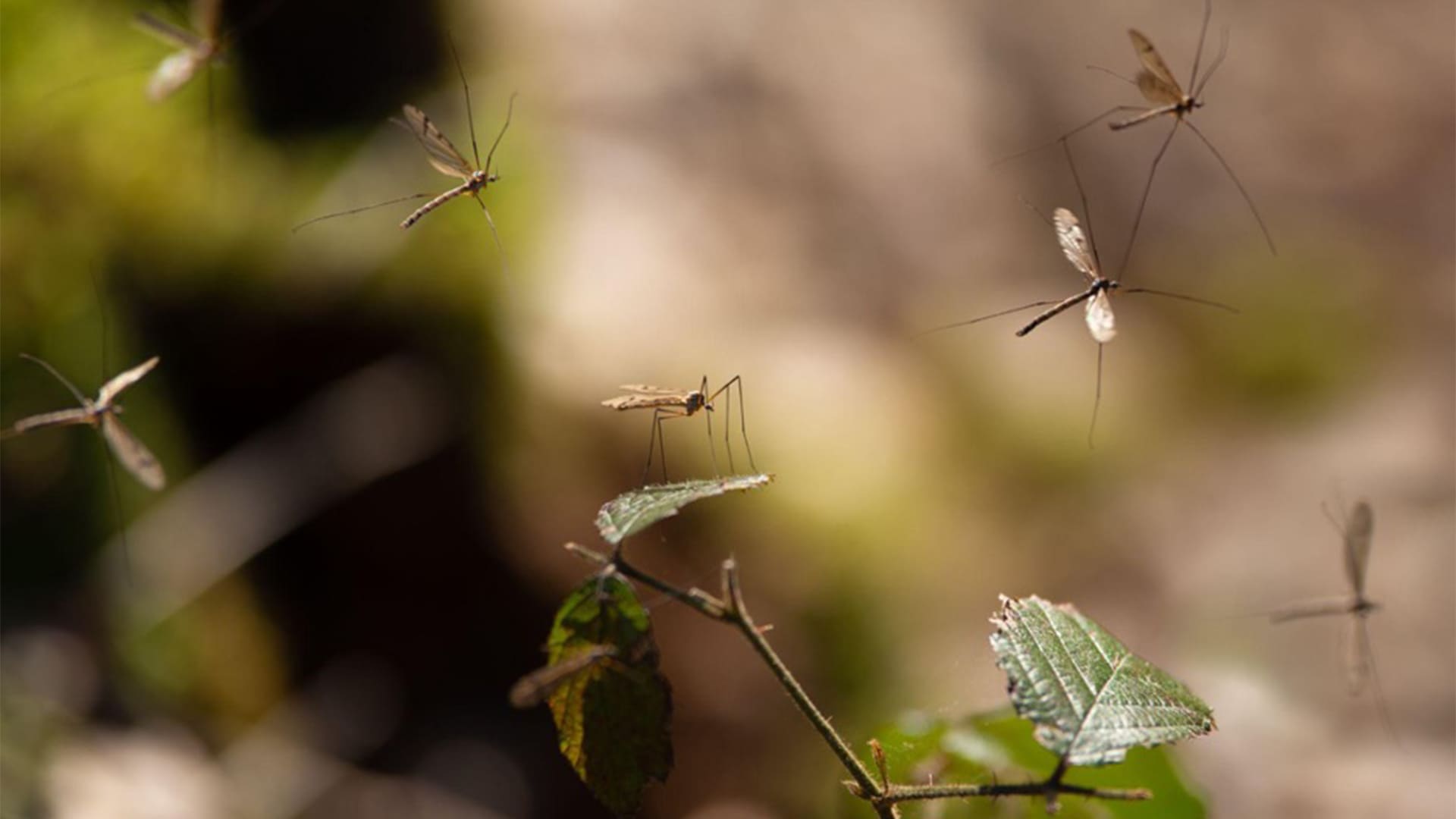 Global Warming & Mosquitoes – Is There A Connection?