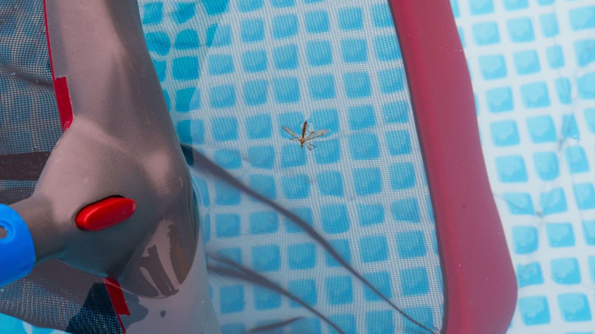 4 Tips For Mosquito-Proofing Your Pool