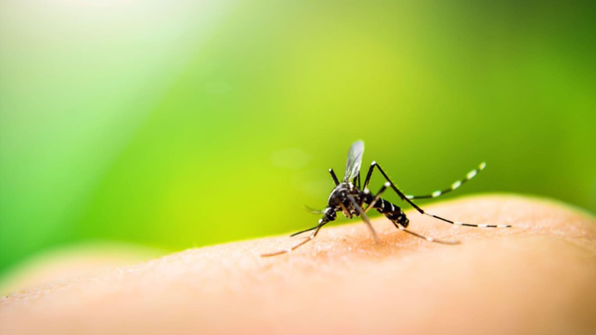 6 Common Misconceptions About Mosquitoes
