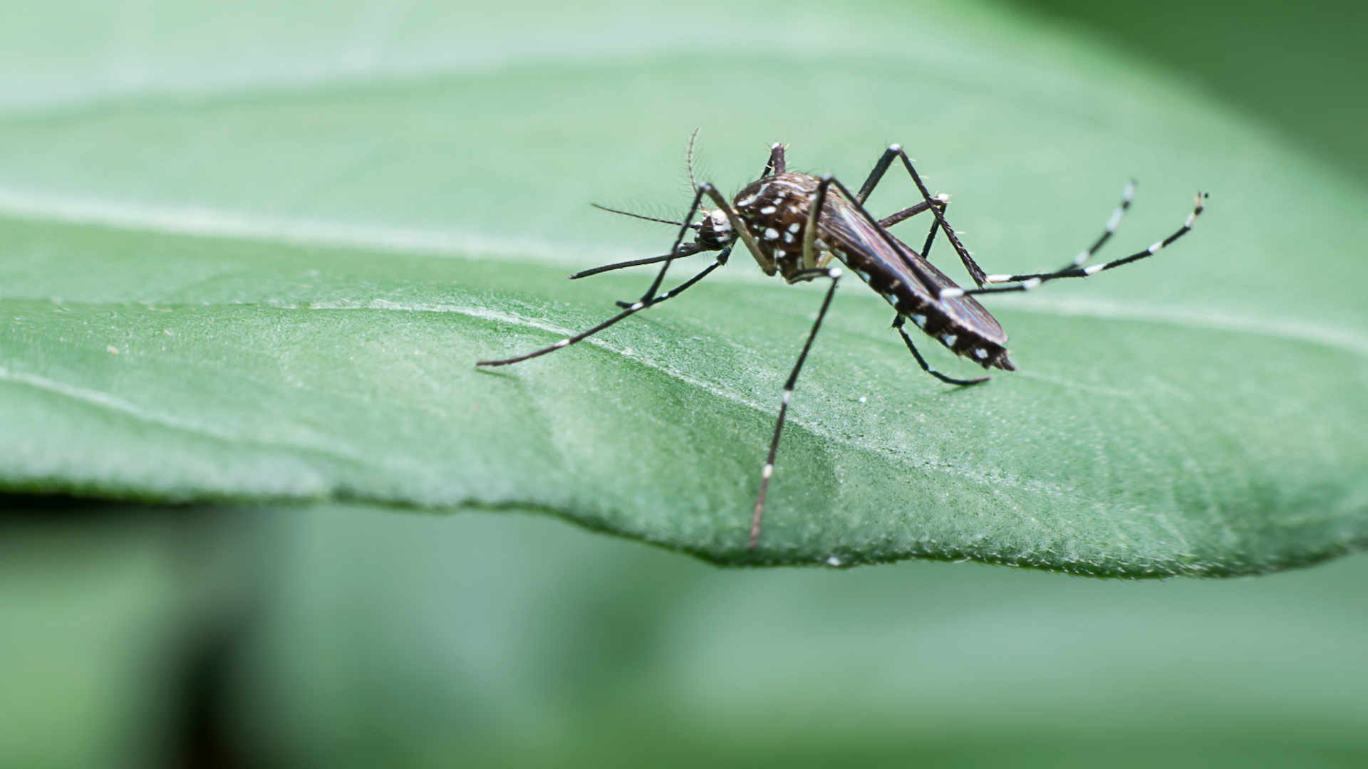 Did You Know June Is Mosquito Awareness Month? Here’s Why It’s Important