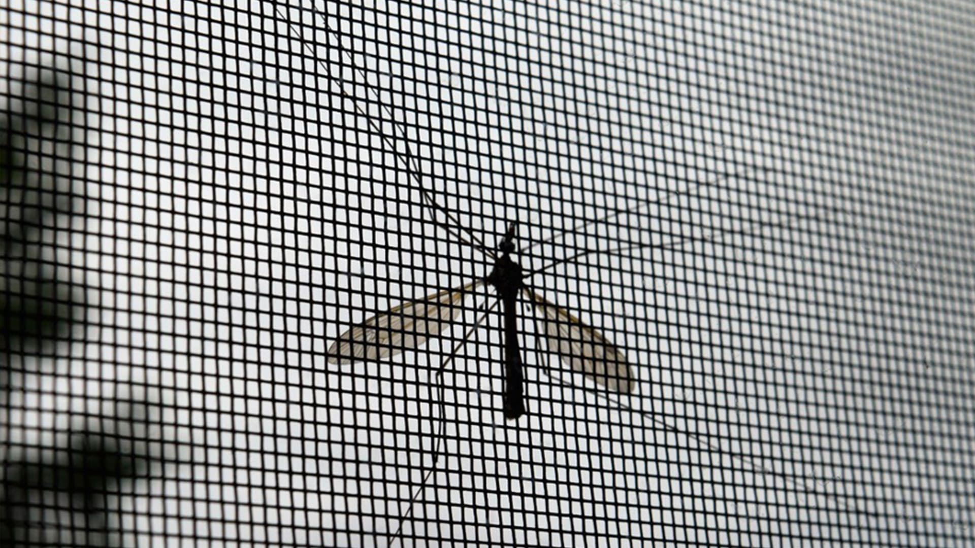 When Are Mosquitoes The Most Active?