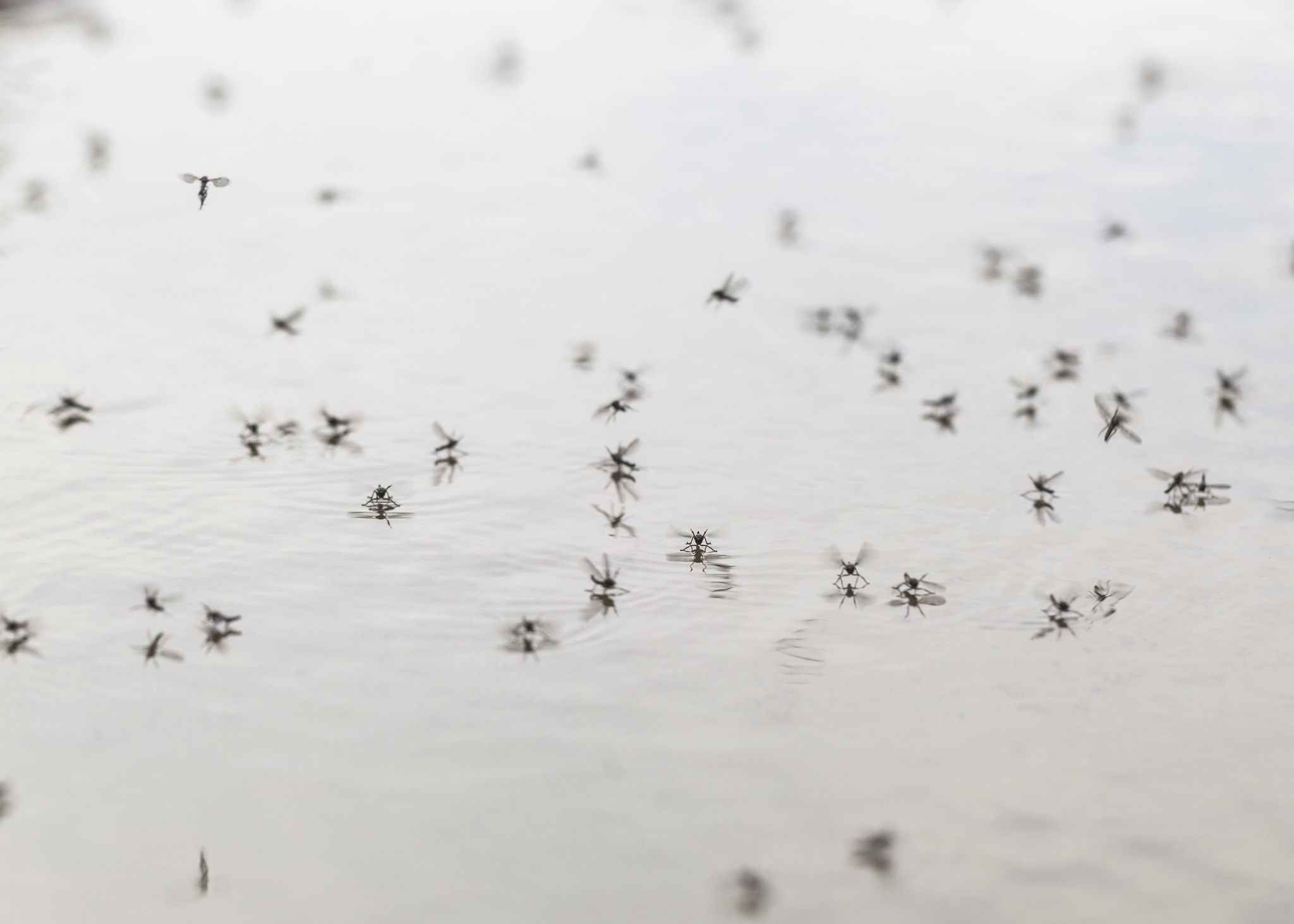 Mosquito Hotspots in Florida: How to Stay Protected