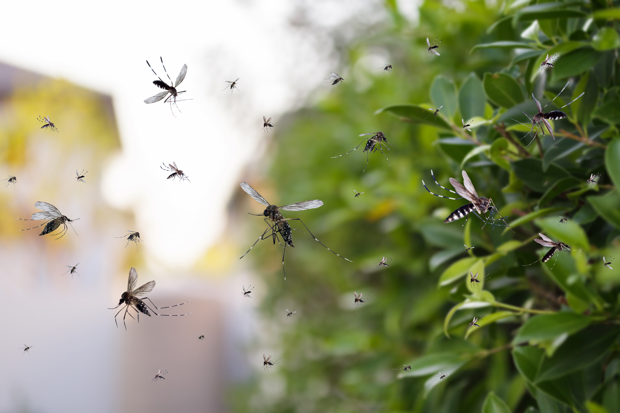 Why Mosquito Populations Surge in Late Spring And How to Stop Them