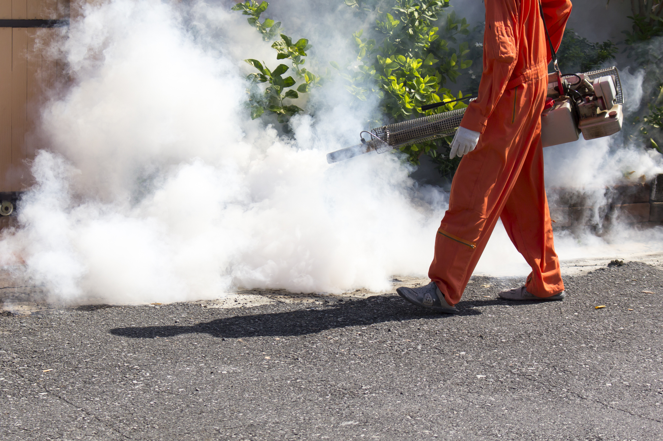 How Often Should You Fog for Mosquitoes?