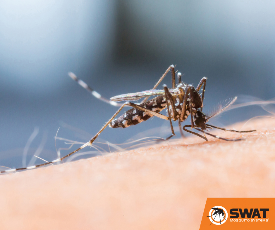 Common Misconceptions About Mosquito Control Debunked