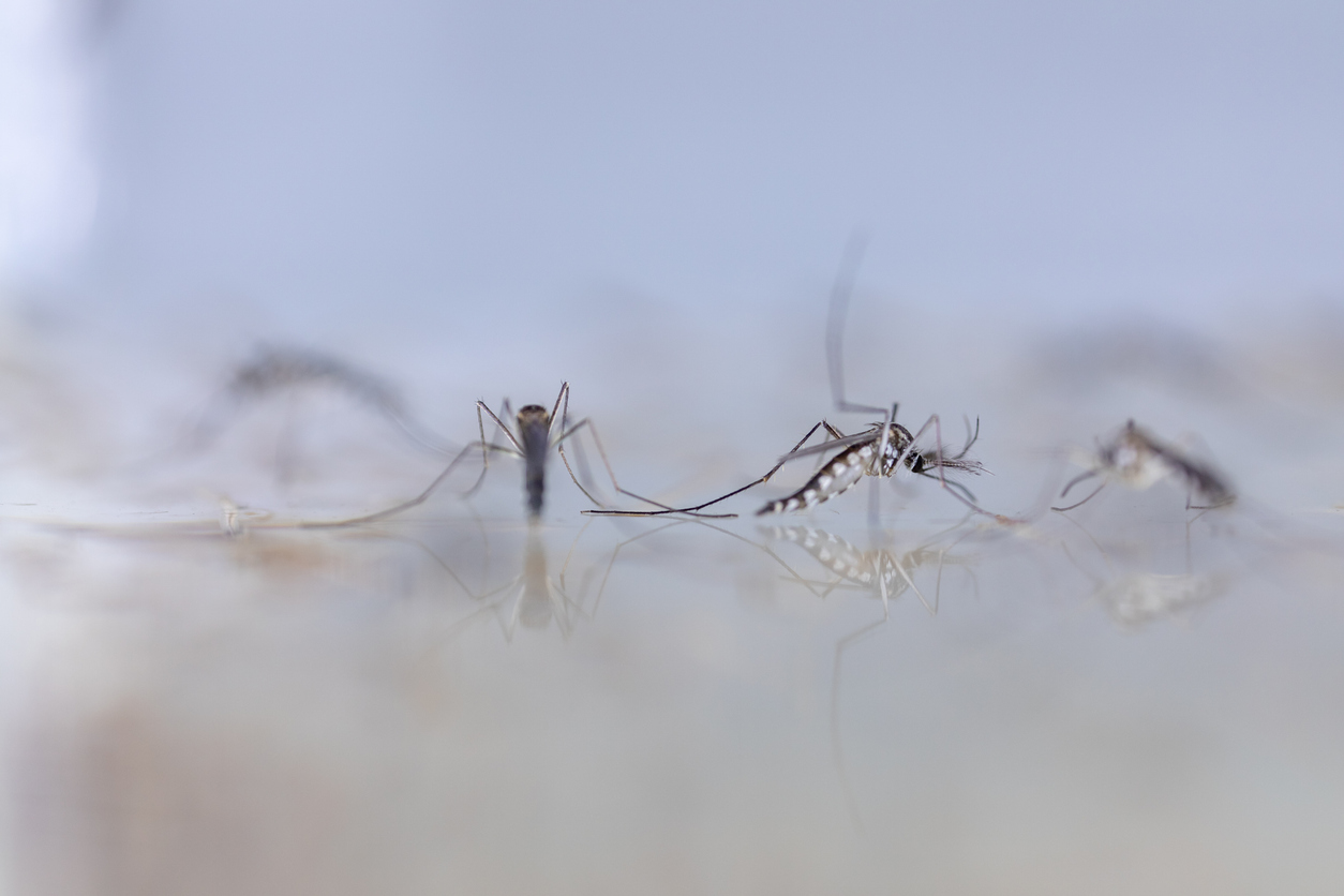 💧 Floodwater Mosquitoes vs. Container Breeders: Choosing the Right Control After a Storm