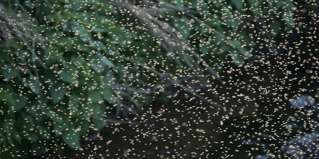 Mosquito Eggs and Standing Water: What’s Lurking in Your Yard Right Now?